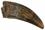 Fossil Raptor (Paronychodon?) Tooth - Wyoming #379788-1